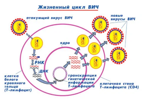 Жизненный цикл ВИЧ.