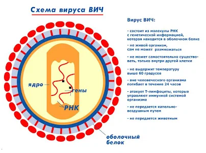 Схема ВИЧ. 